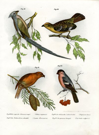 Mousebird by German School